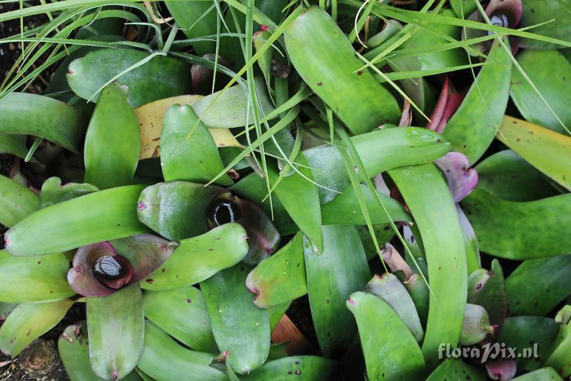 Neoregelia concentrica