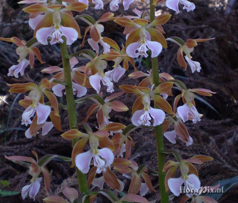 Calanthe discolor