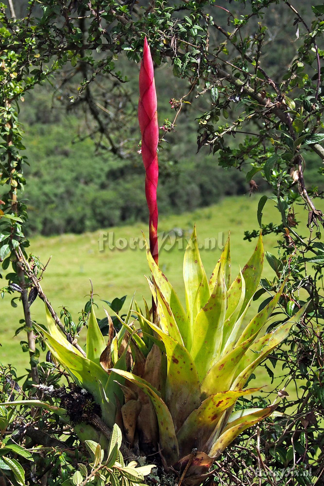 Tillandsia walteri