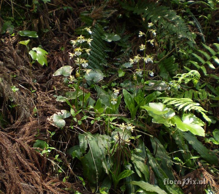 Calanthe discolor