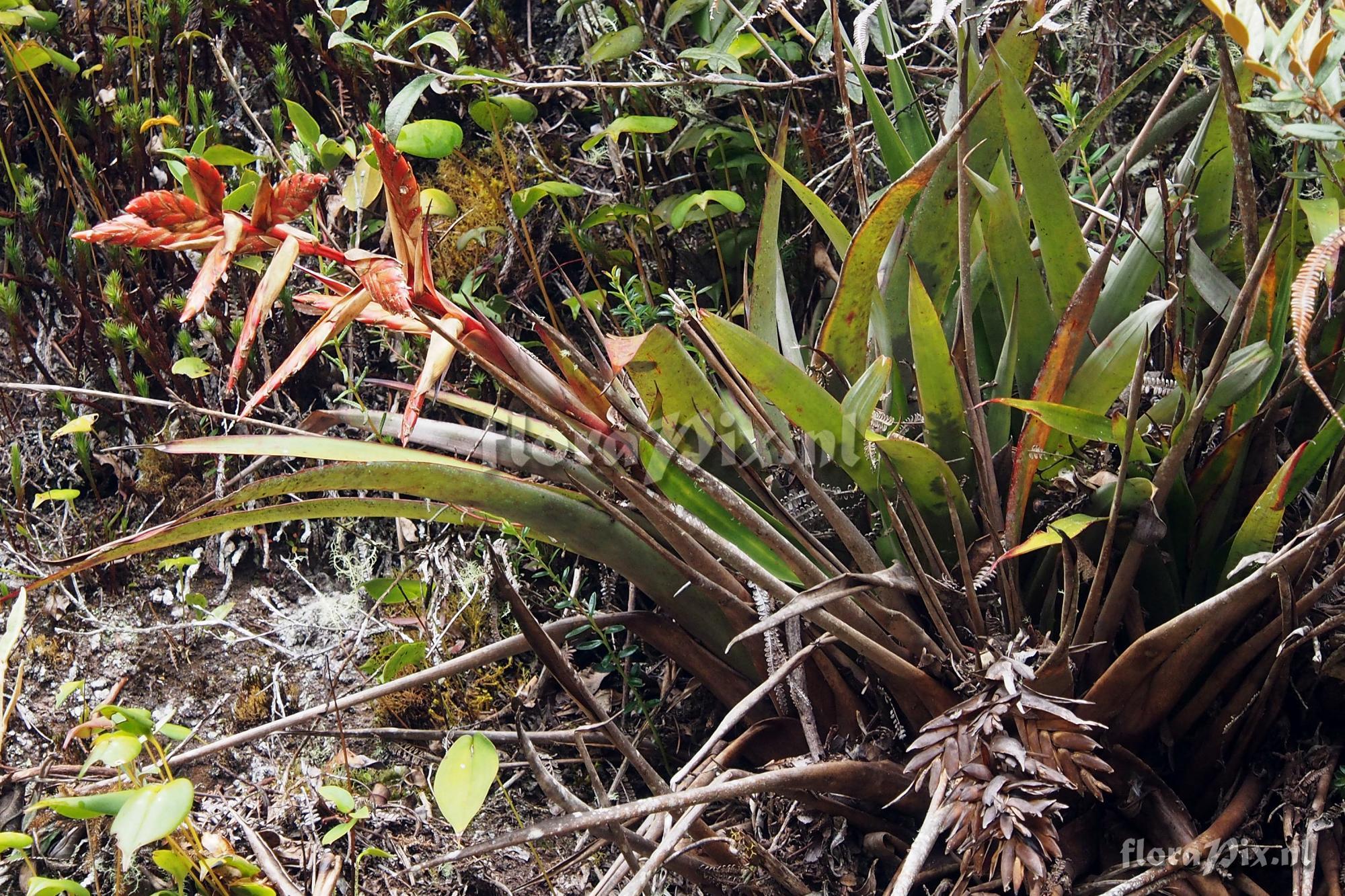 Tillandsia humboldtii?