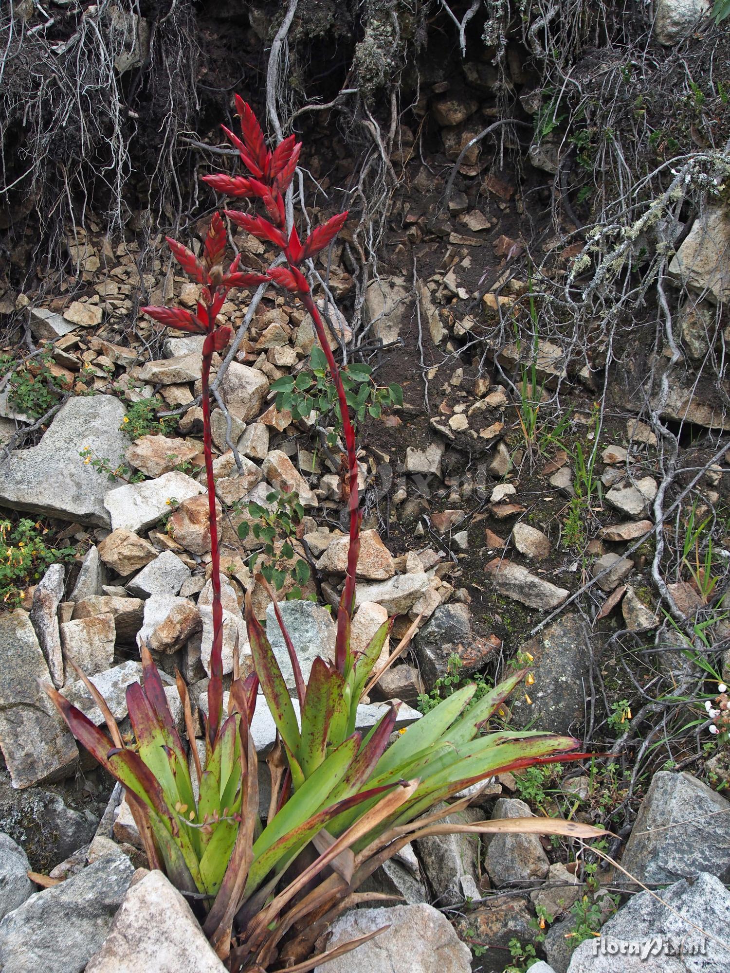 Tillandsia stenoura