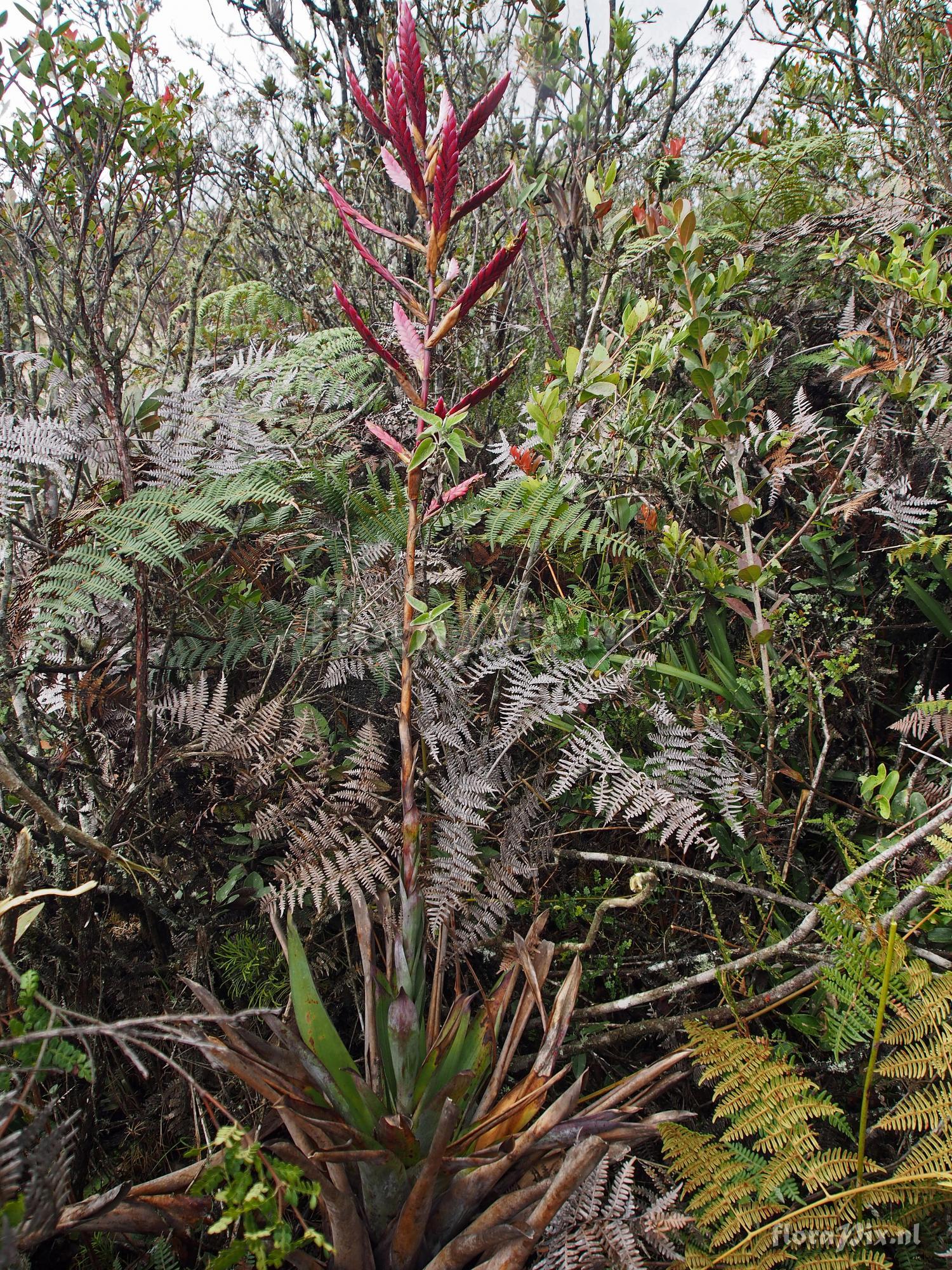 Tillandsia stenoura