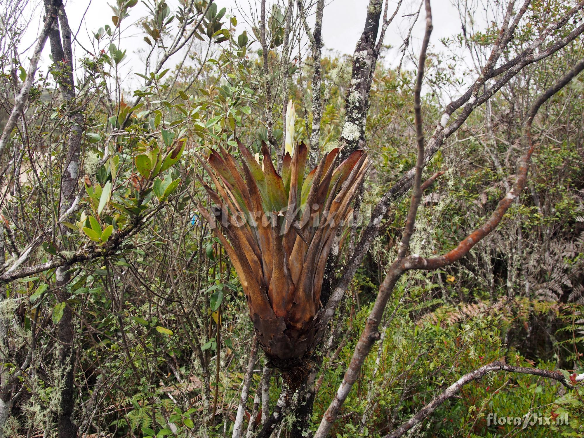 Tillandsia stenoura