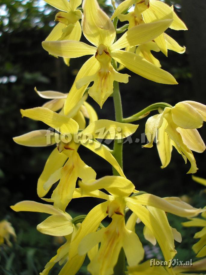 Calanthe sieboldii