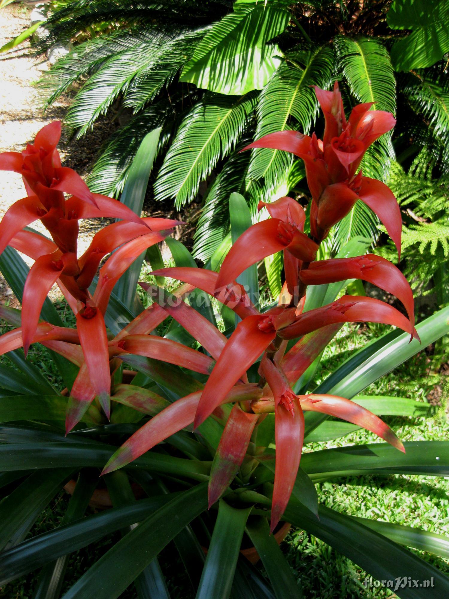 Guzmania variegata