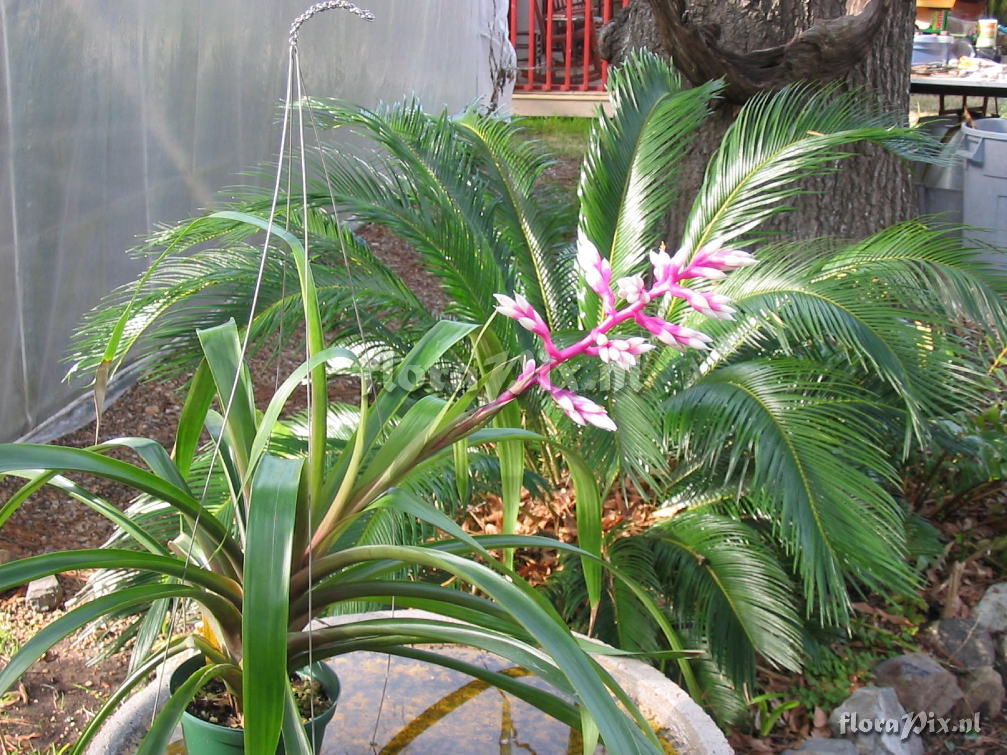 Guzmania albo-rosea