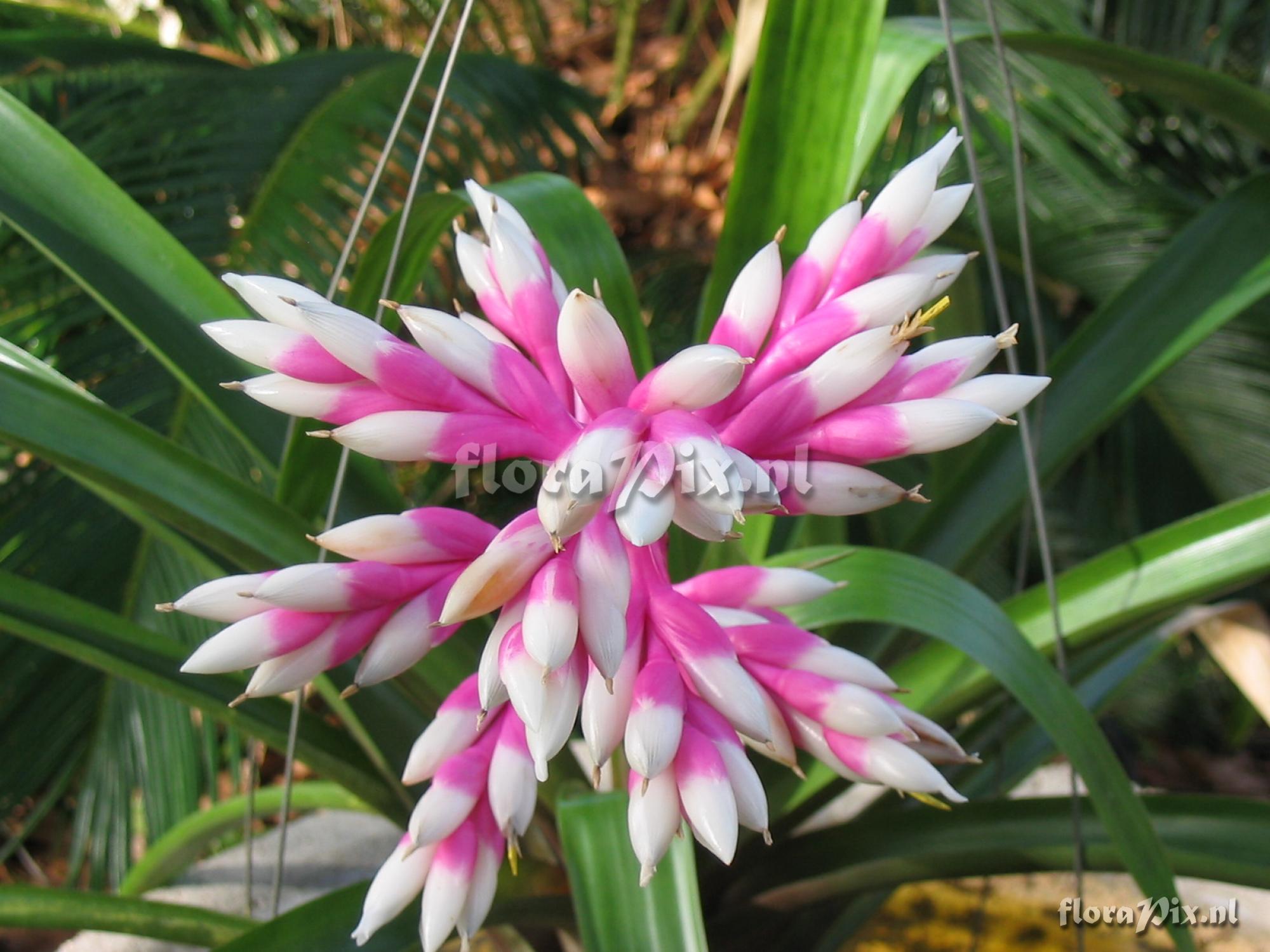 Guzmania albo-rosea