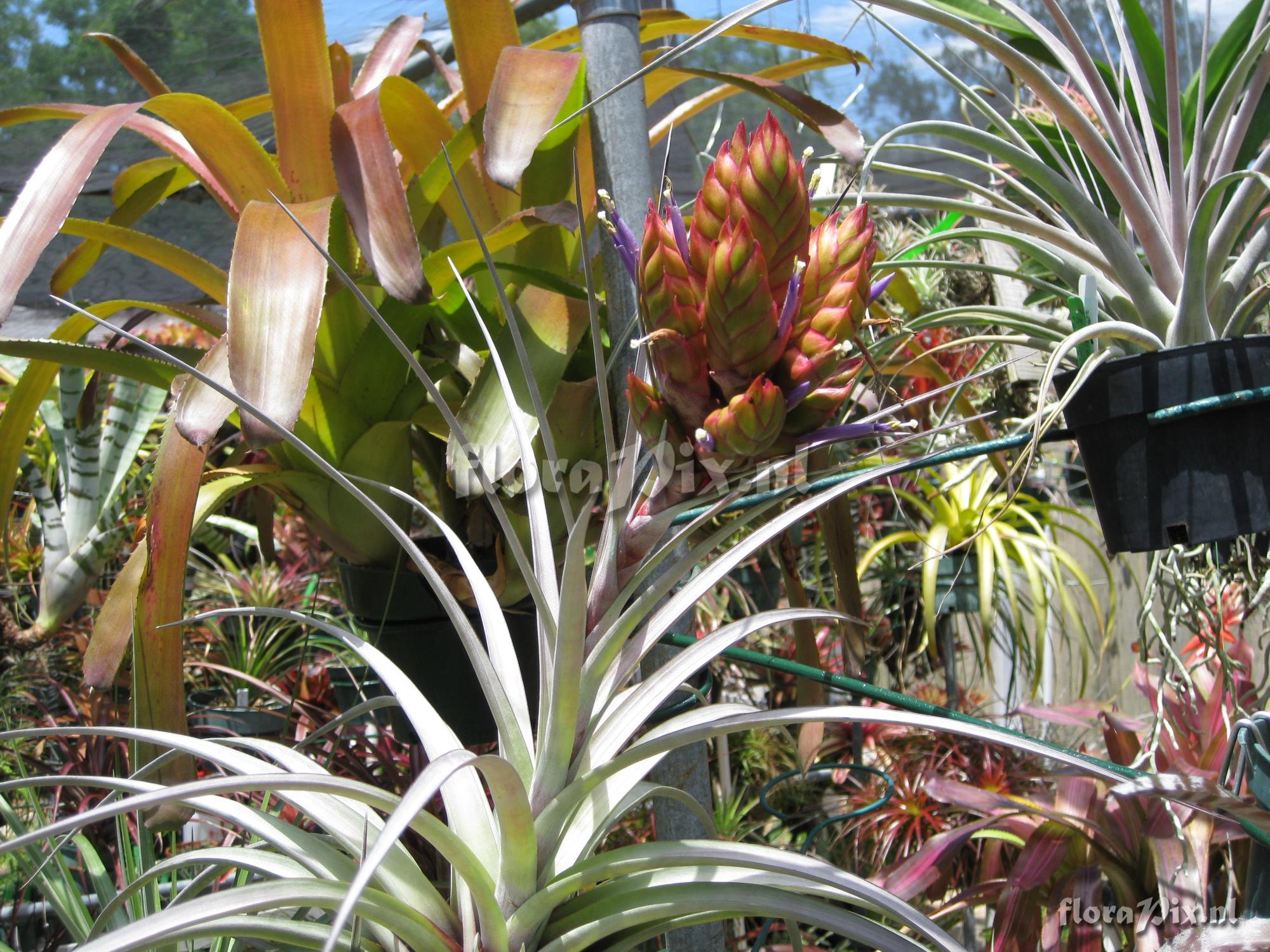 Tillandsia compressa