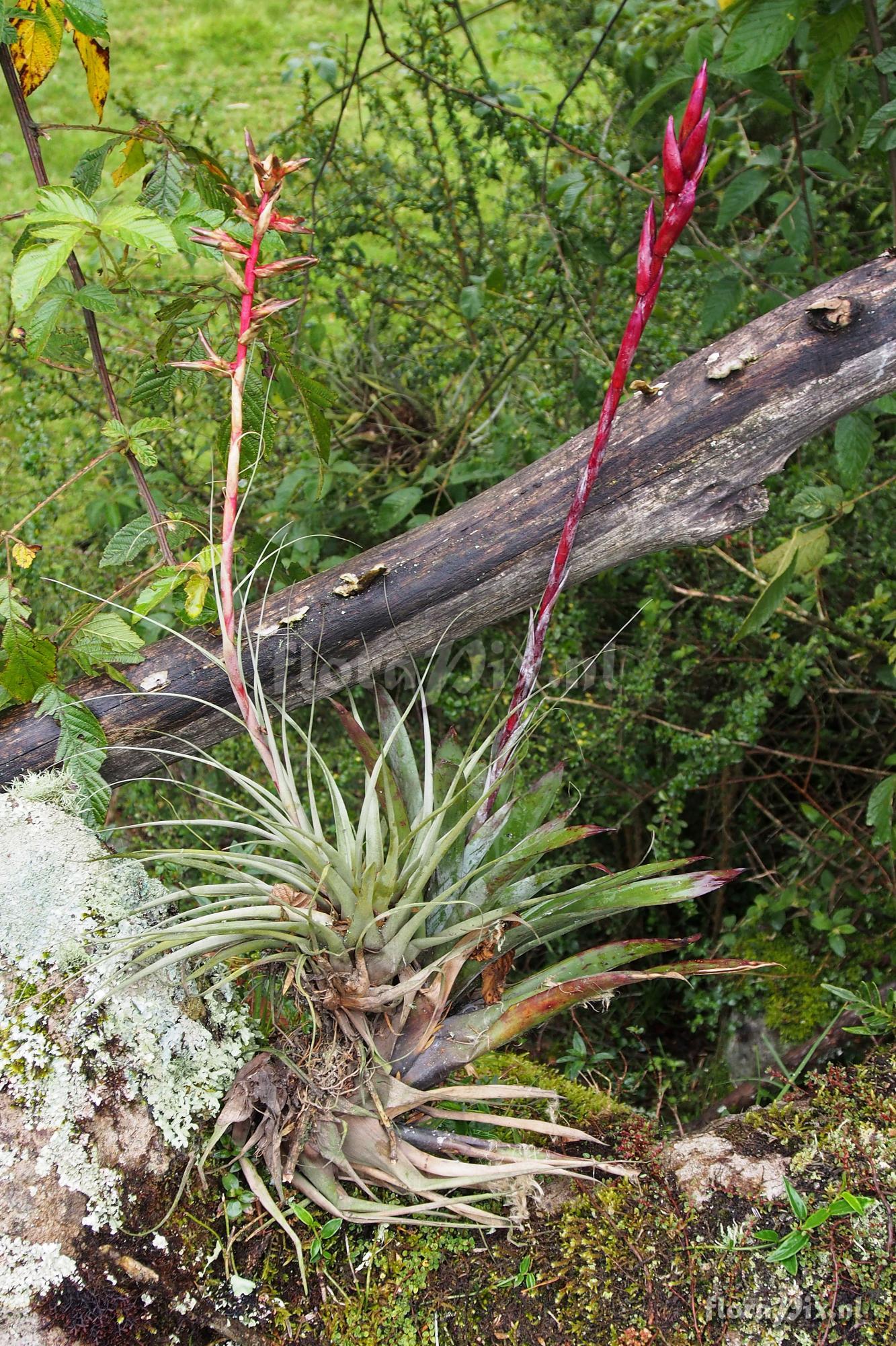 Tillandsia oroyensis