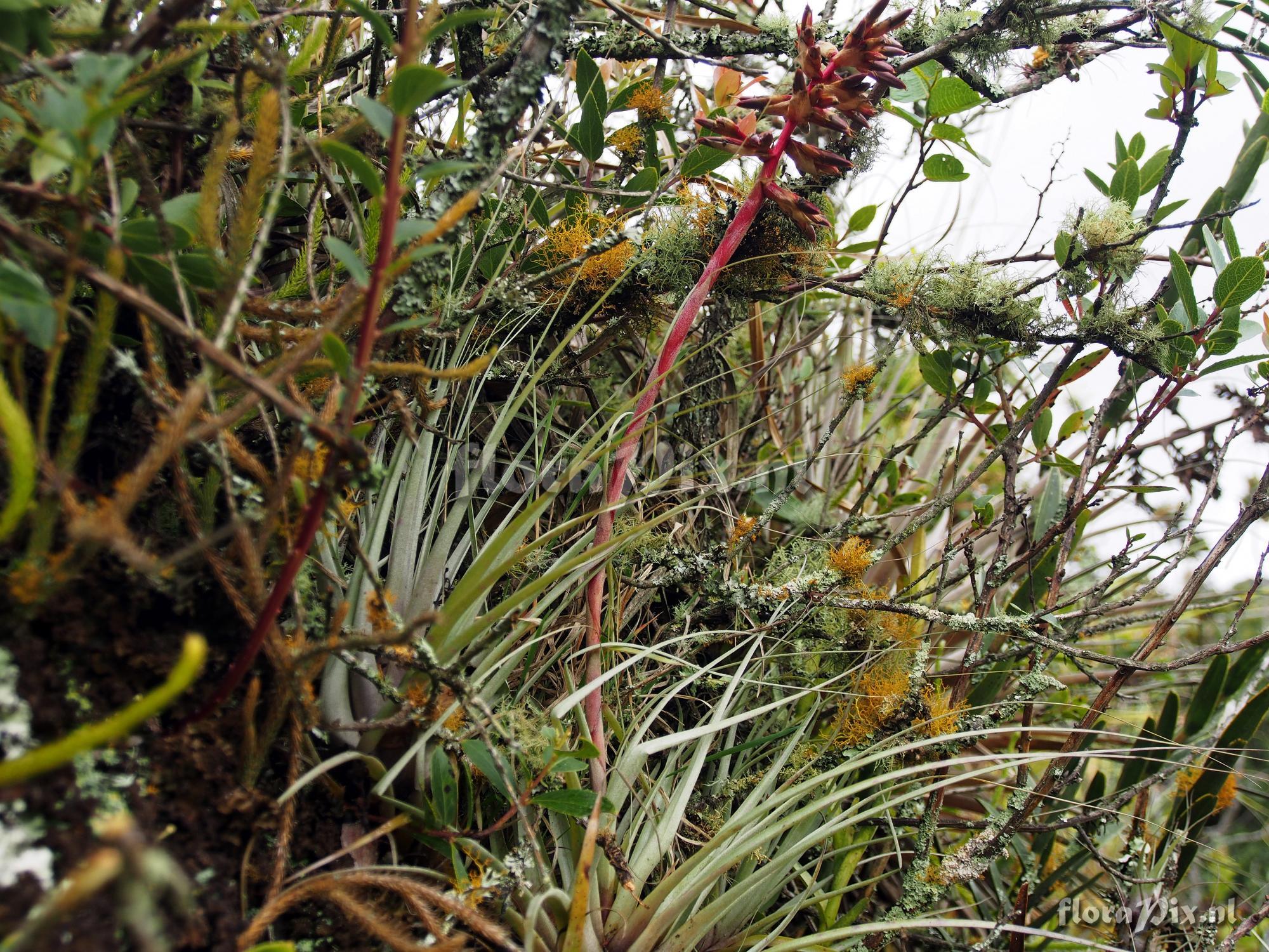 Tillandsia oroyensis