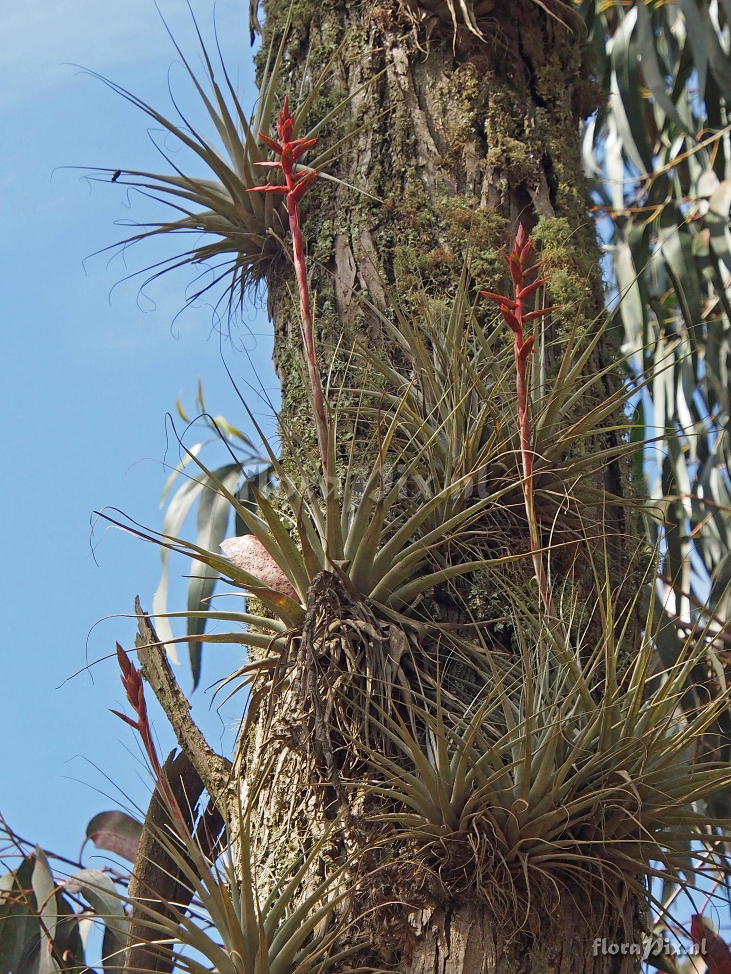 Tillandsia oroyensis