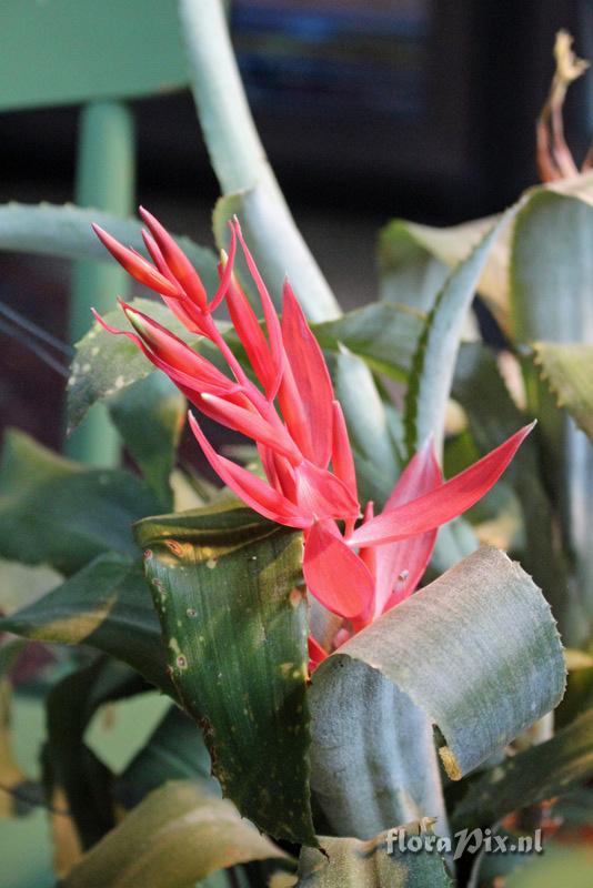 Billbergia leptopoda