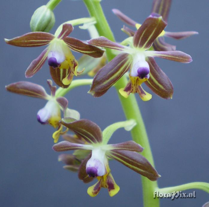 Calanthe tsoongiana