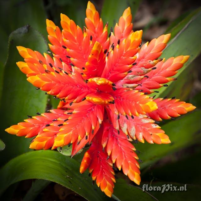 Aechmea manzanaresiana or tessmannii?