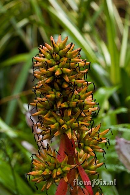 Aechmea 