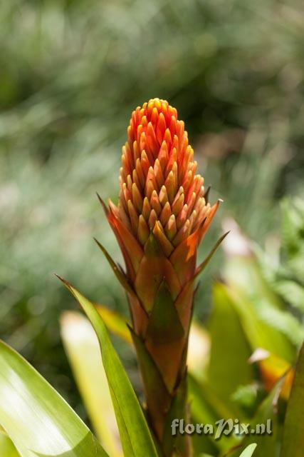 Guzmania hybrid