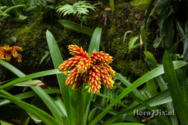 Guzmania rubro-lutea