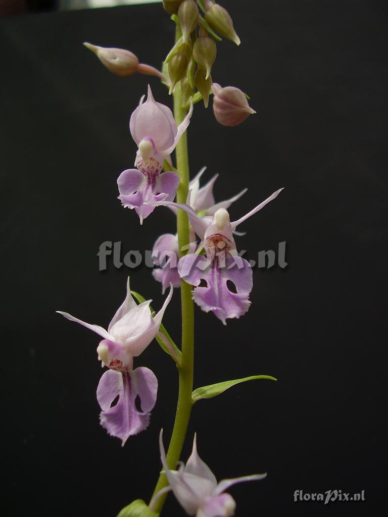 Calanthe reflexa