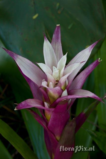 Guzmania hybrid