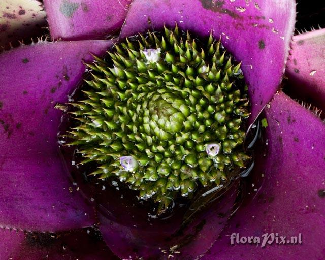 Neoregelia concentrica