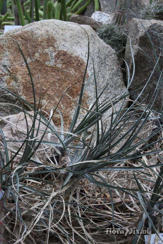 Puya humilis