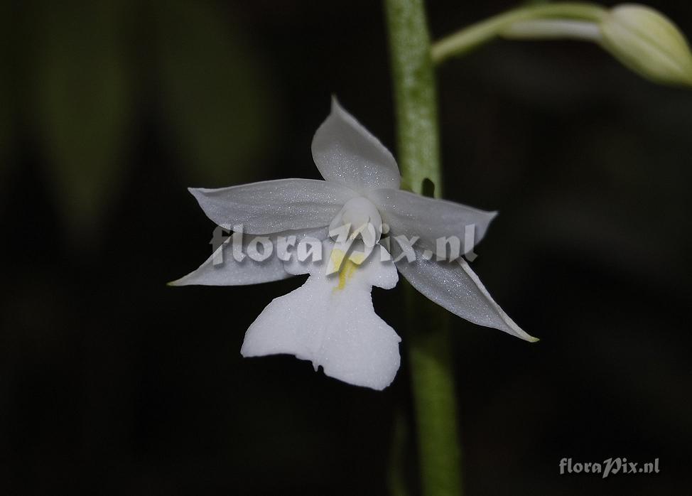 Calanthe sylvatica