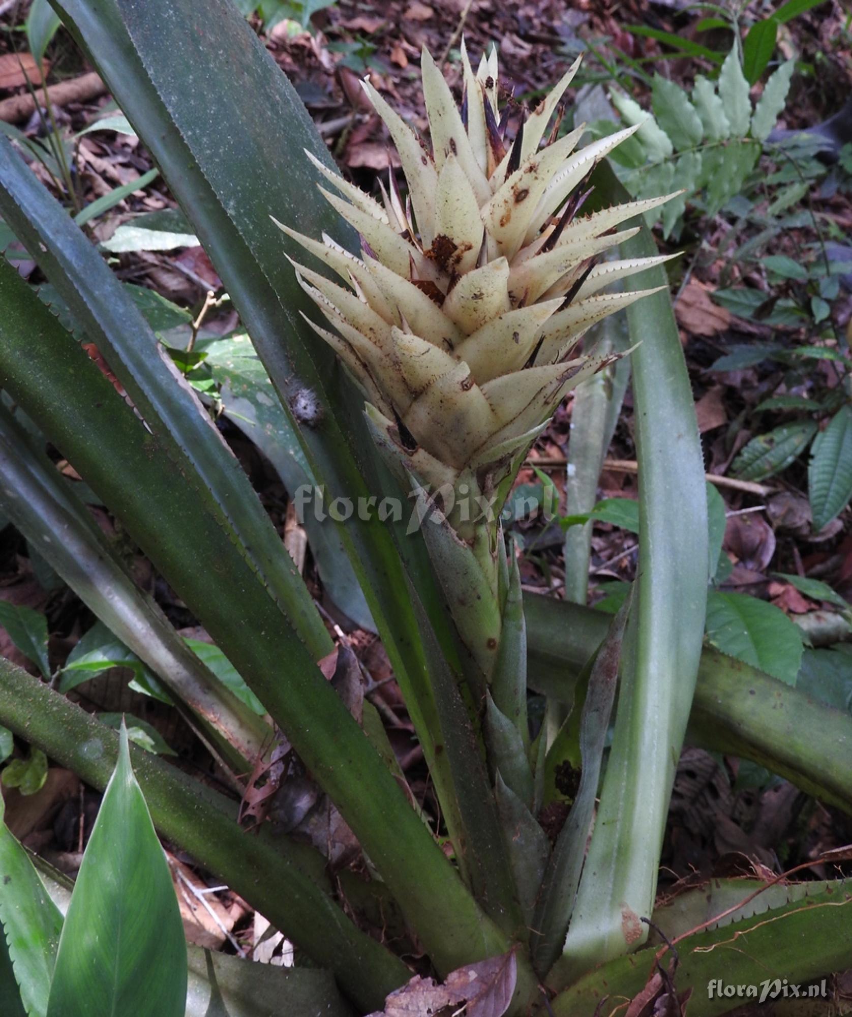 Aechmea sp.