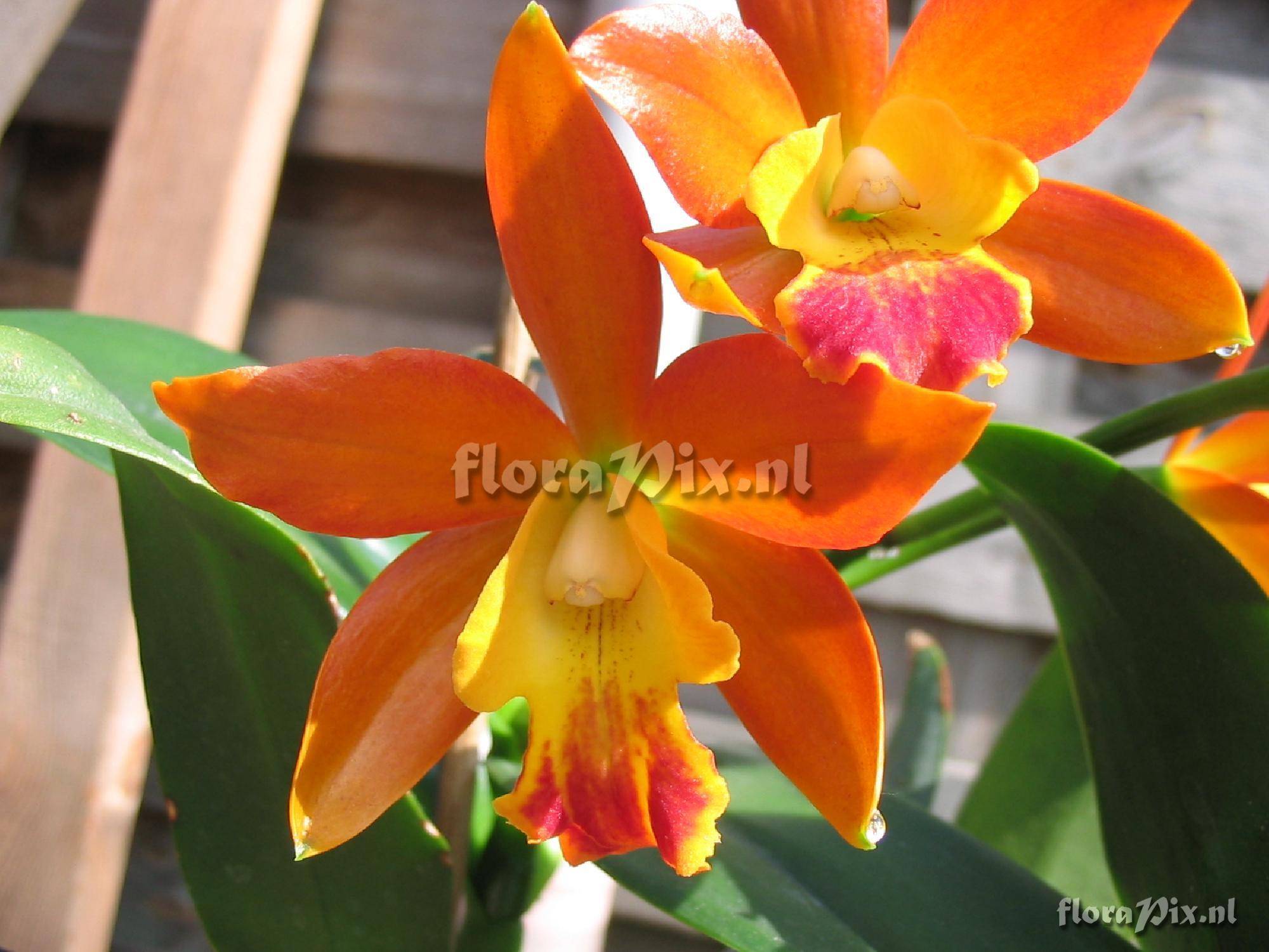 Cattleya hybride.