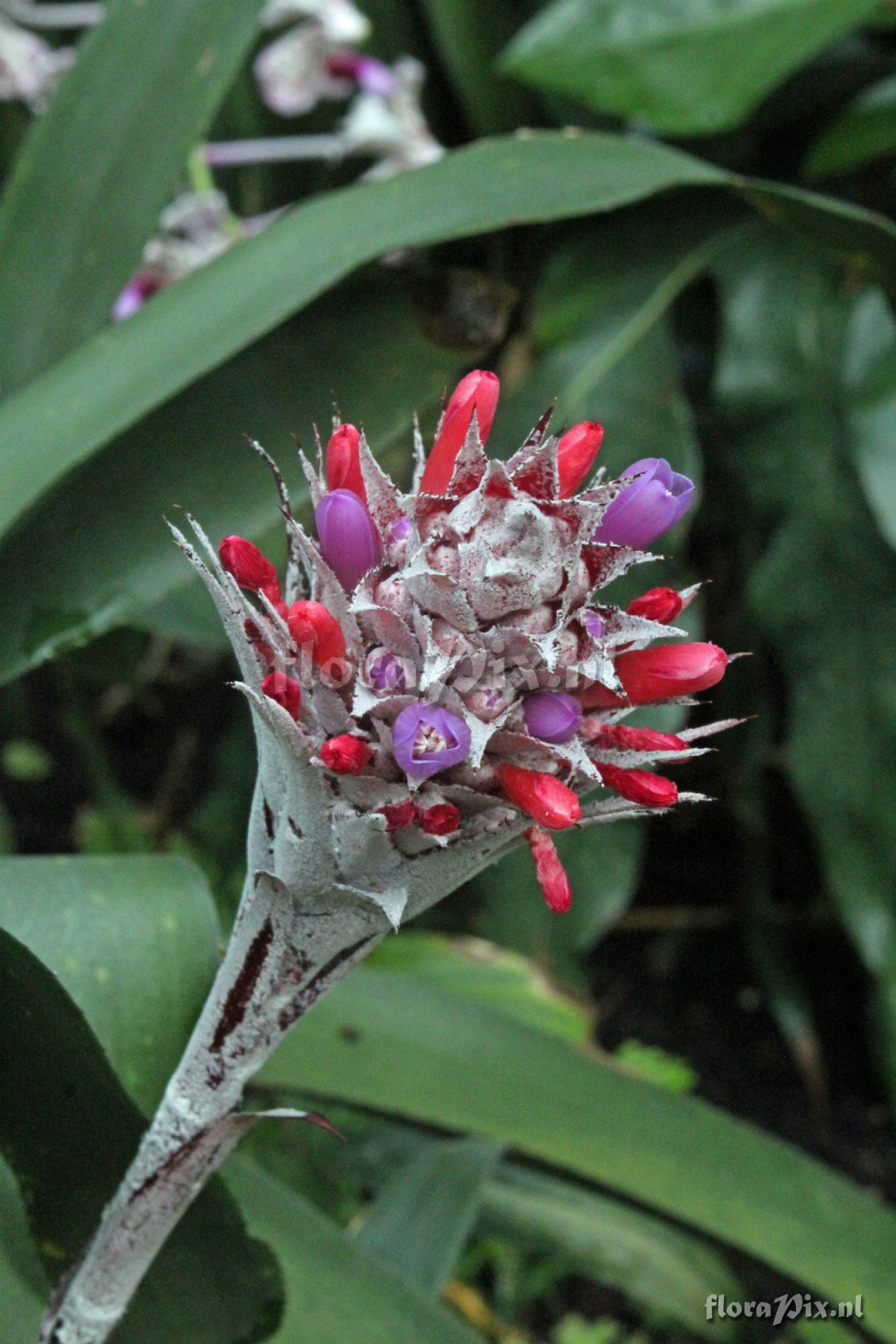 Aechmea dealbata