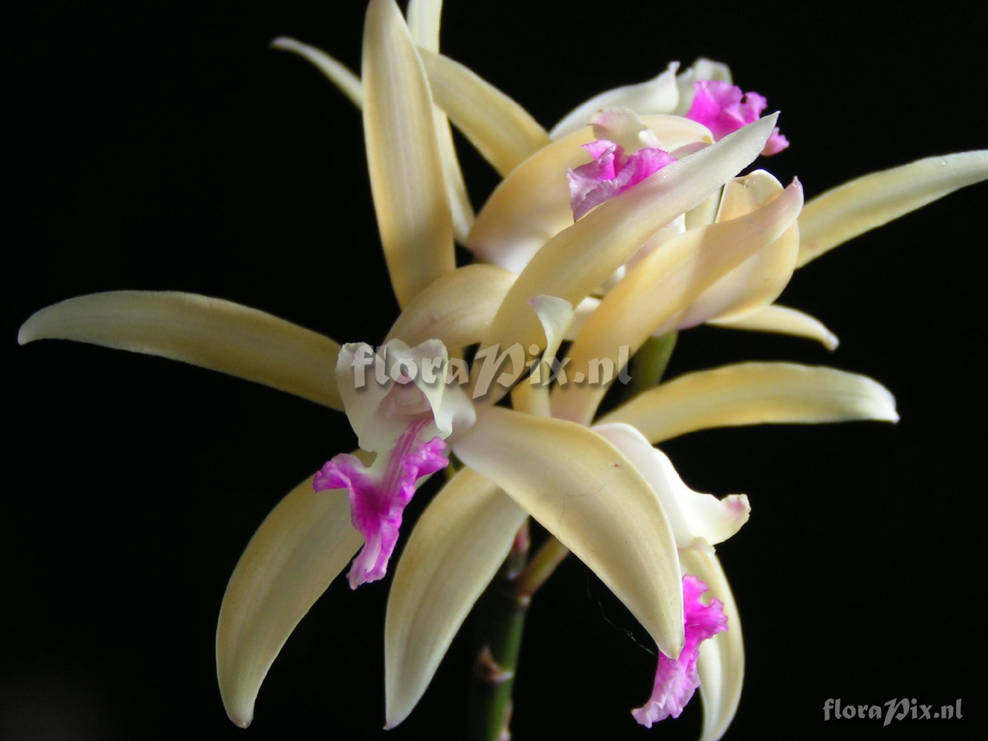 Cultivar Cattleya hybride