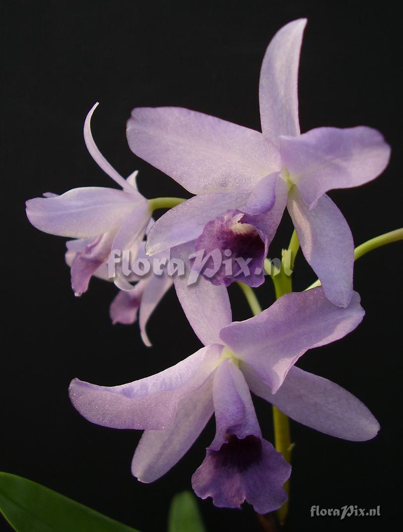 Cattleya bowringiana 