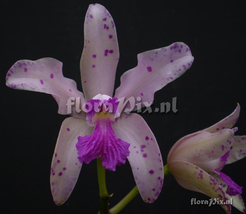 Cattleya amethystoglossa