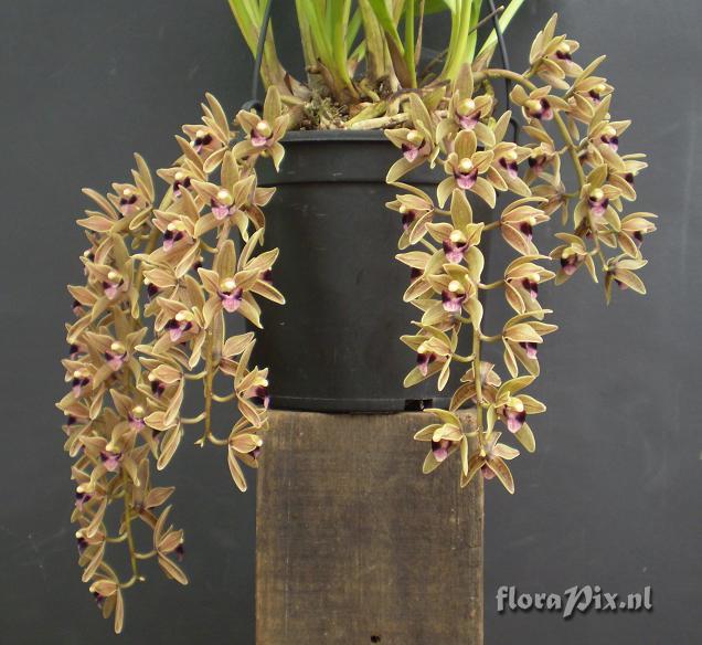 Cymbidium devonianum