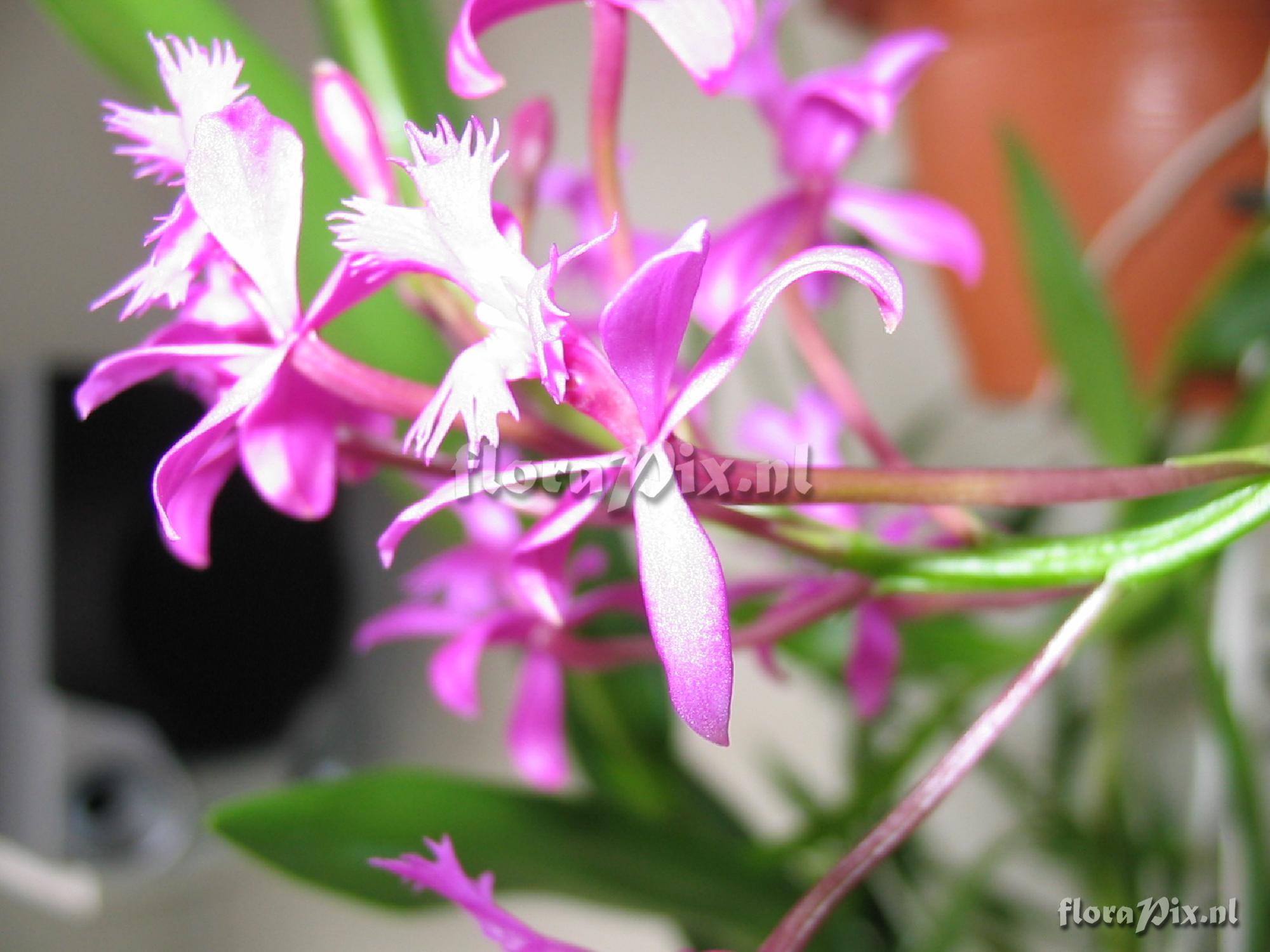 Epidendrum