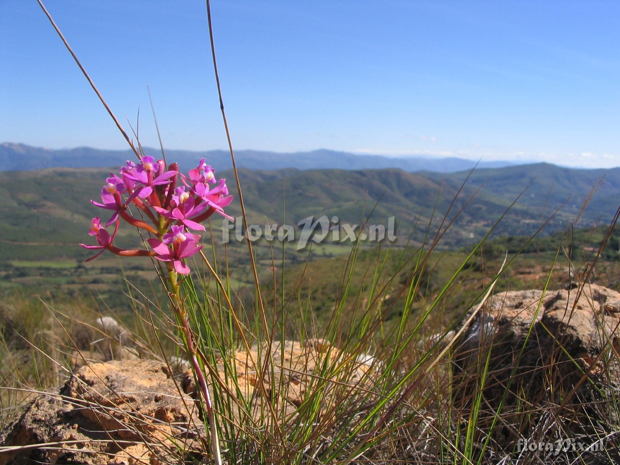 Epidendrum secundum