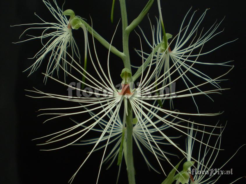 Habenaria medusa (syn. H. myriotricha)