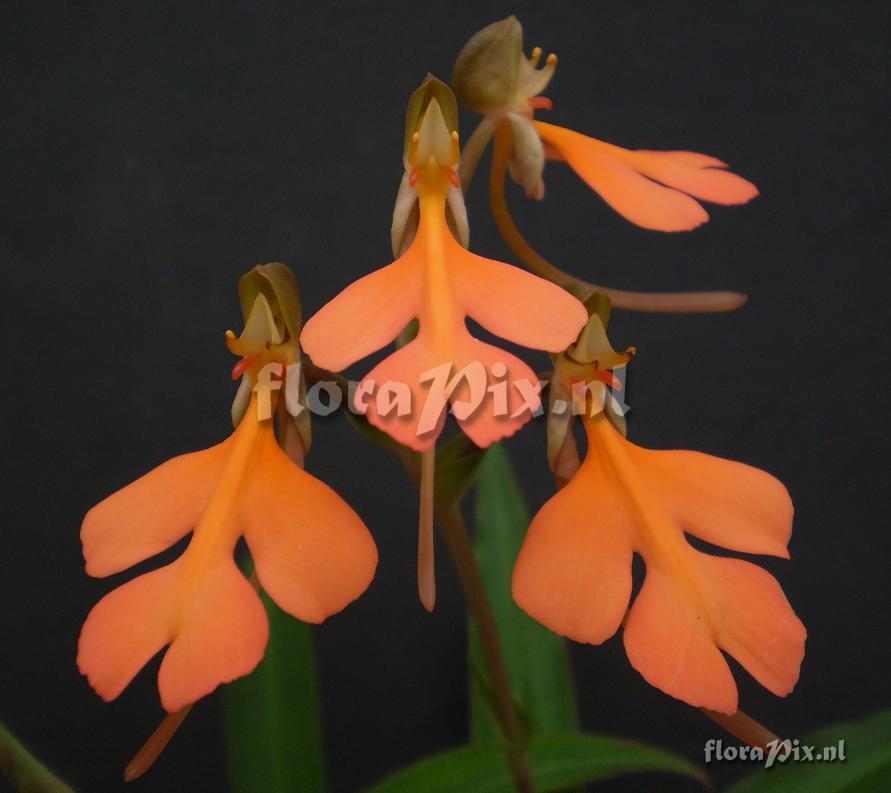 Habenaria rhodocheila