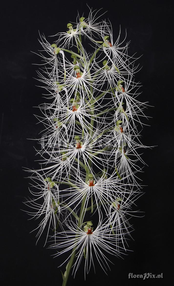 Habenaria medusa