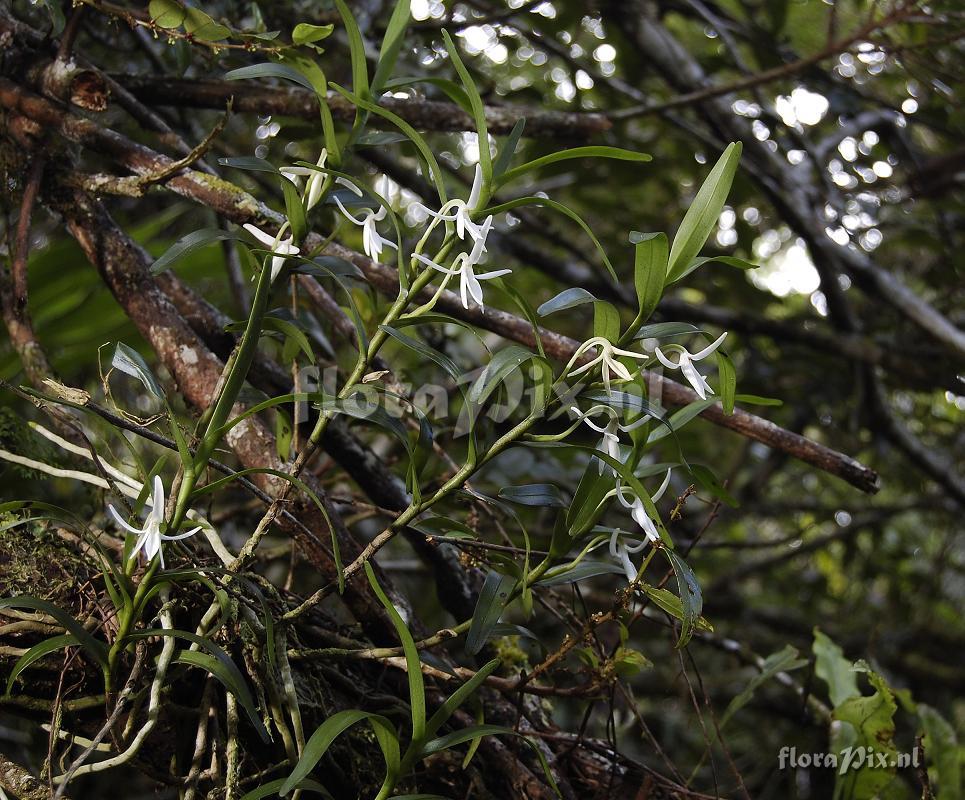 Jumellea fragrans