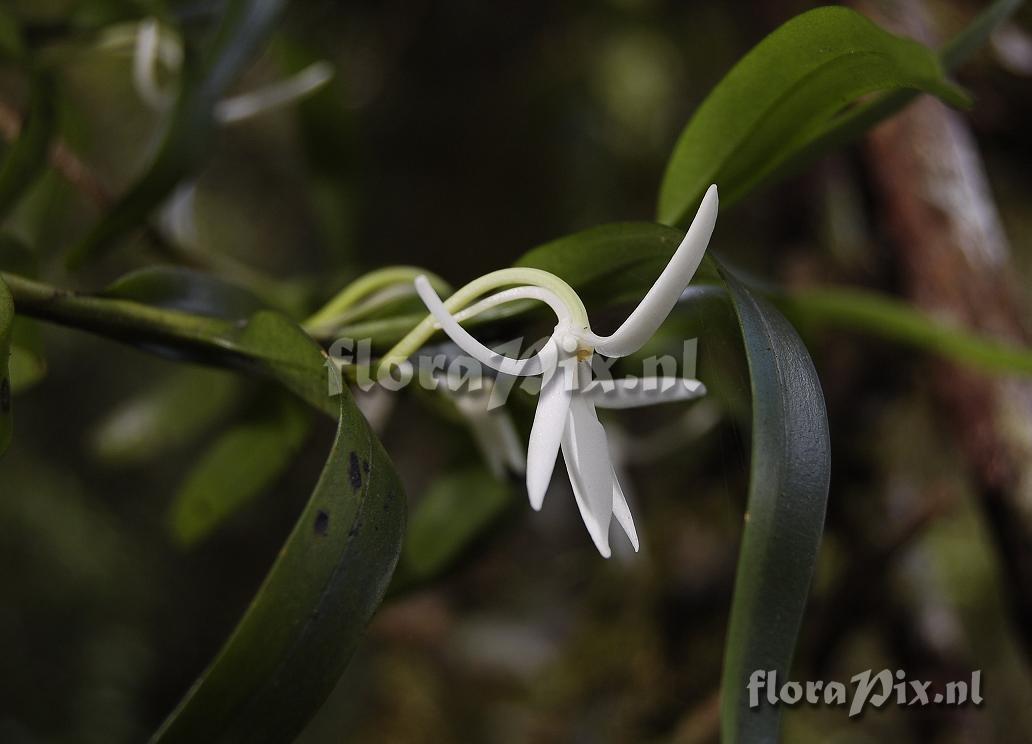 Jumellea fragrans