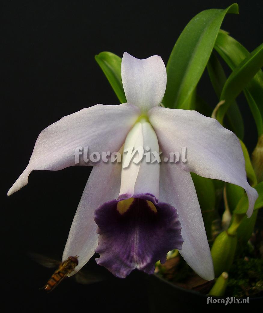 Laelia pumila coerulea