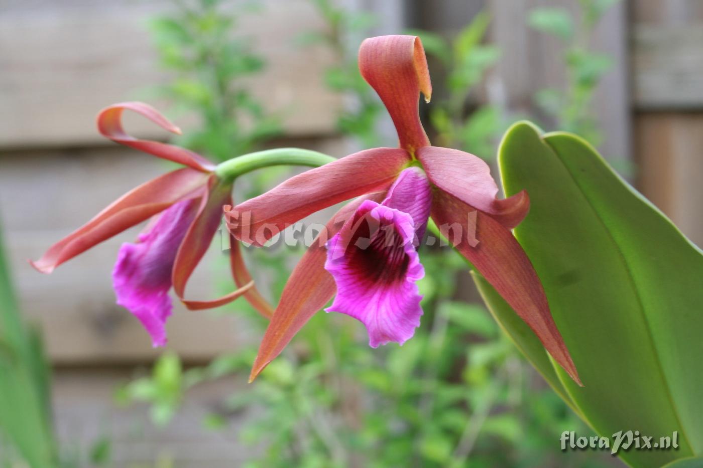 Laelia tenebrossa