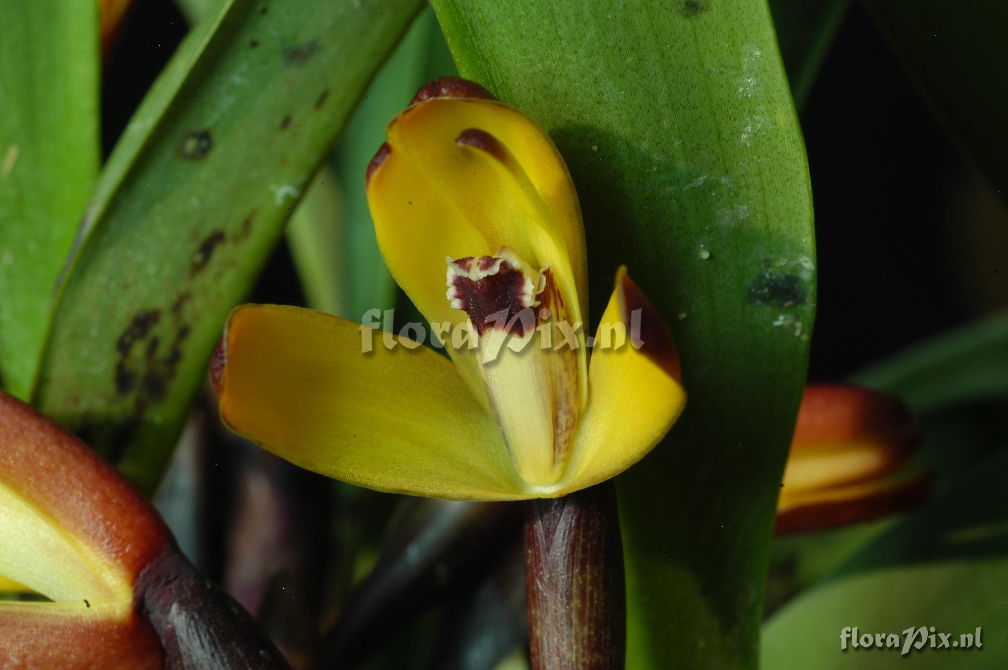 Maxillaria brunnea