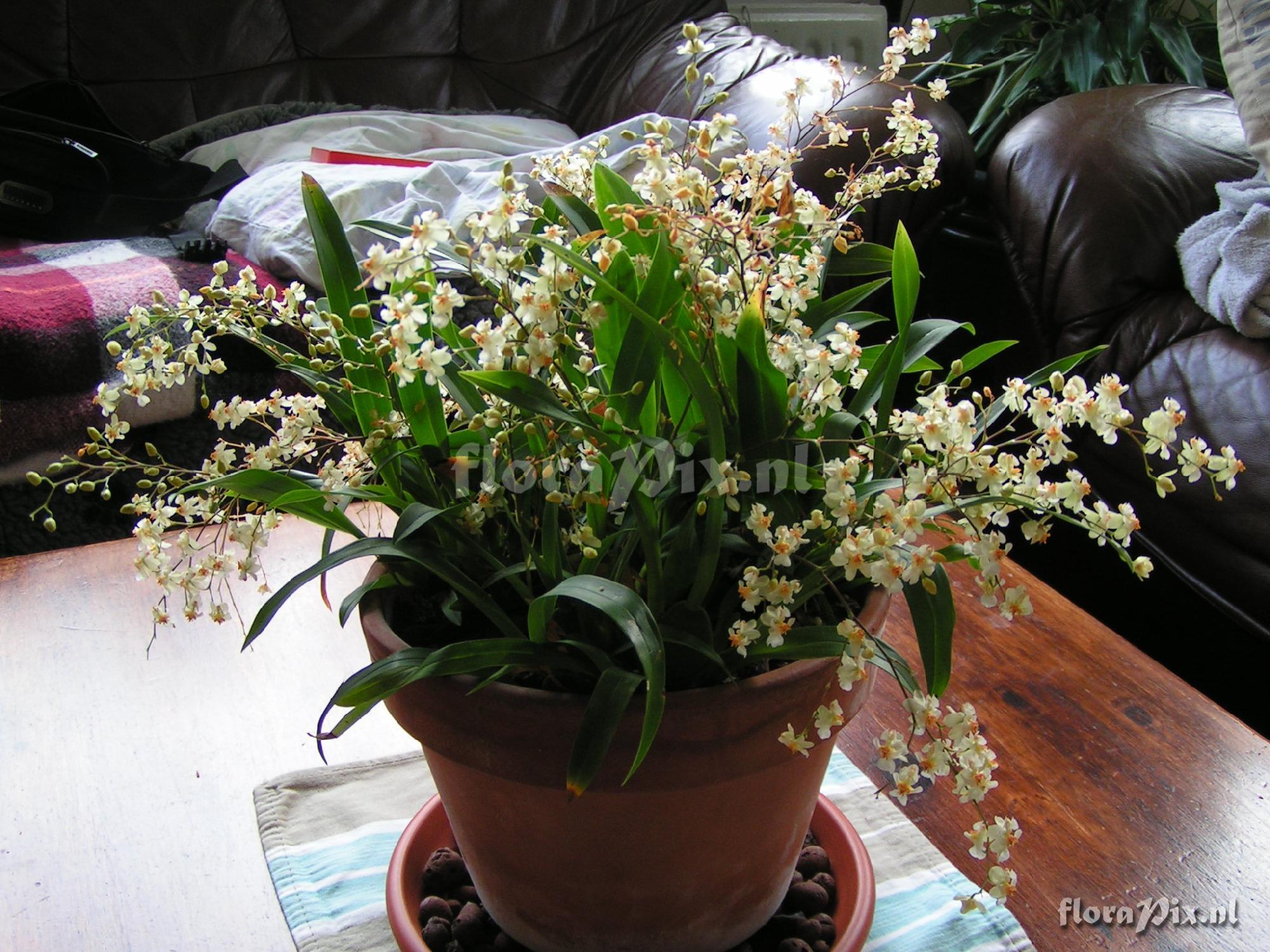 Cultivar Oncidium Twinkle 