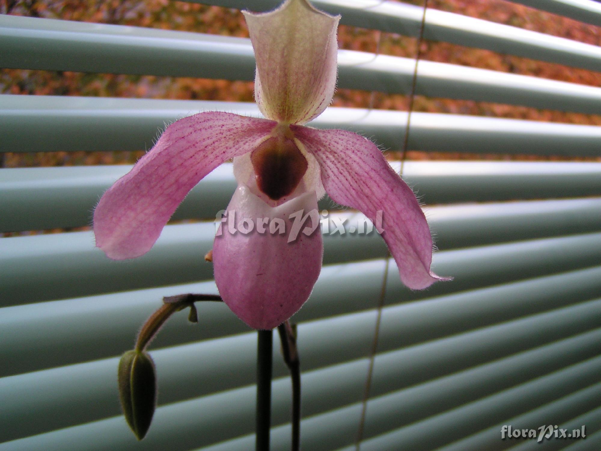 Cultivar Paphiopedilum Gina Short