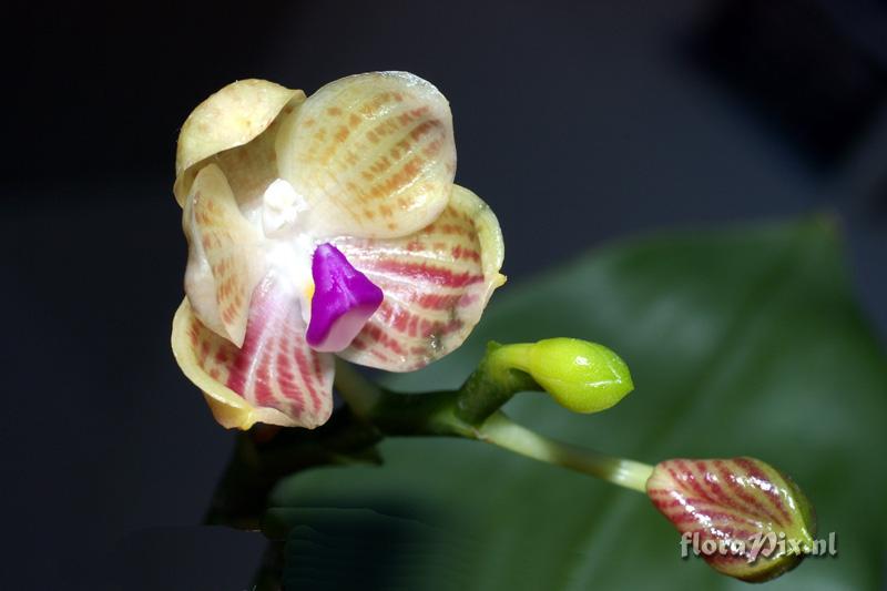 Phalaenopsis javanica