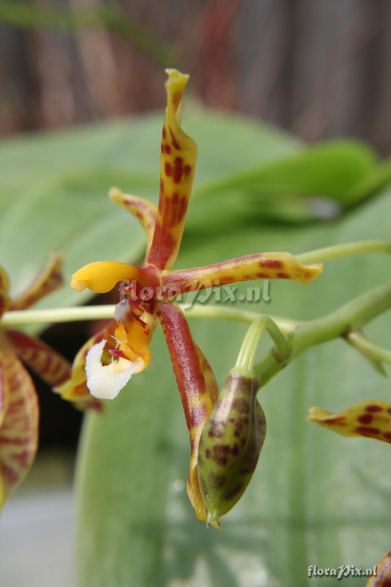 Phalaenopsis mannii