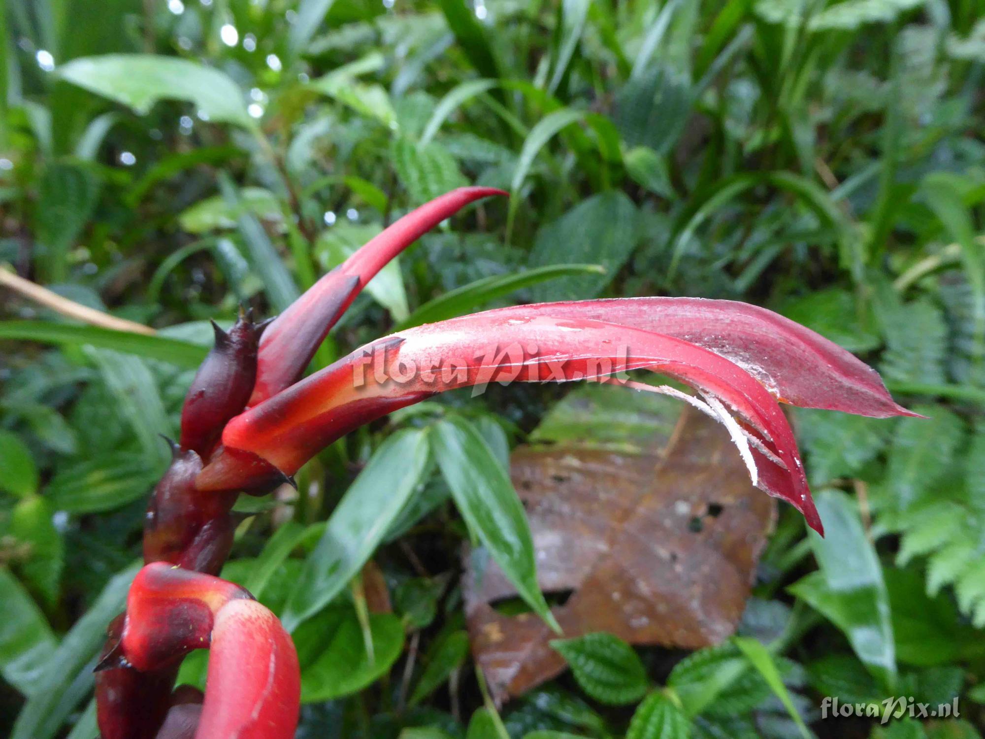 Pitcairnia luteyniorum