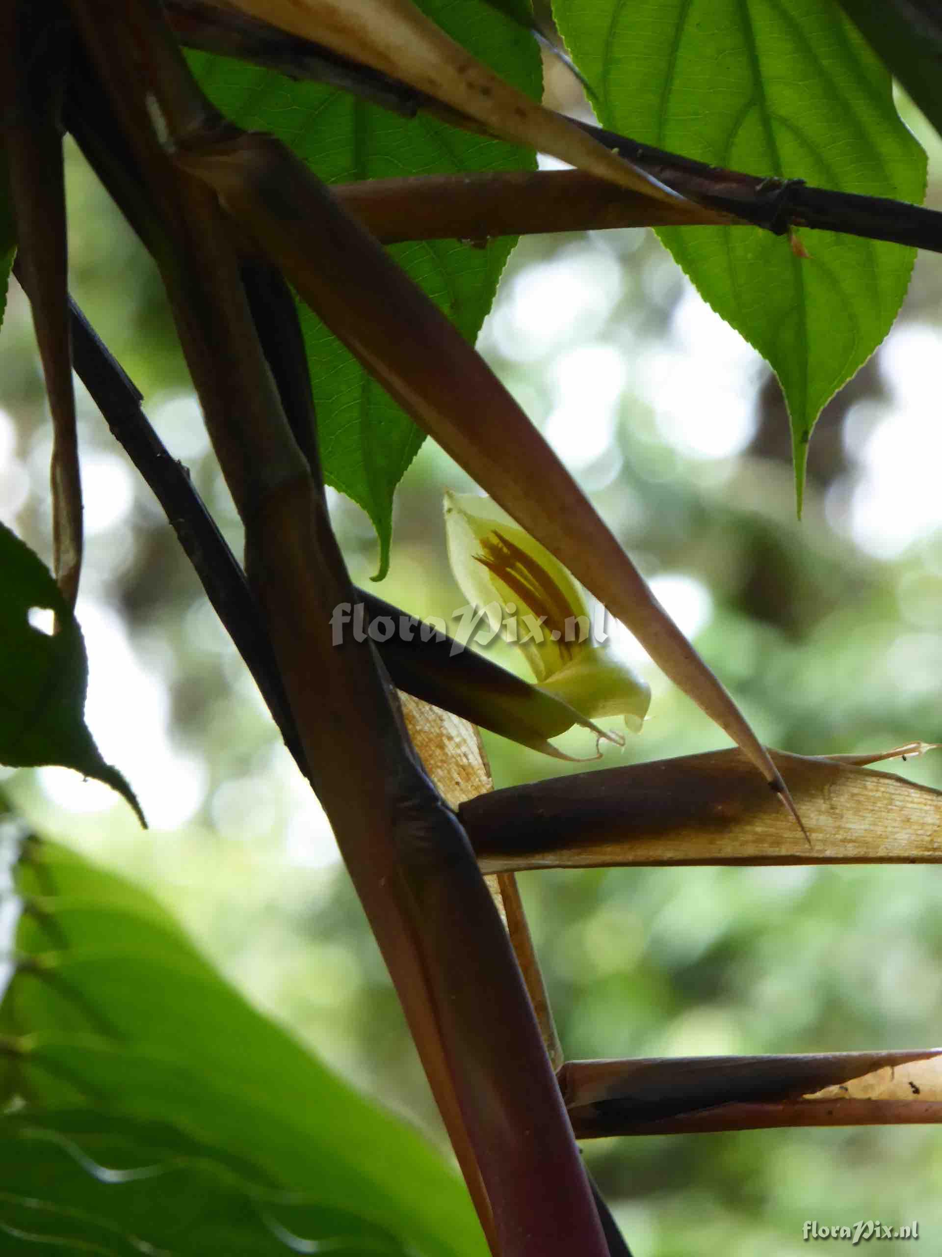 Pitcairnia sp.?